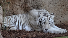 Weißer Tiger_4.jpg